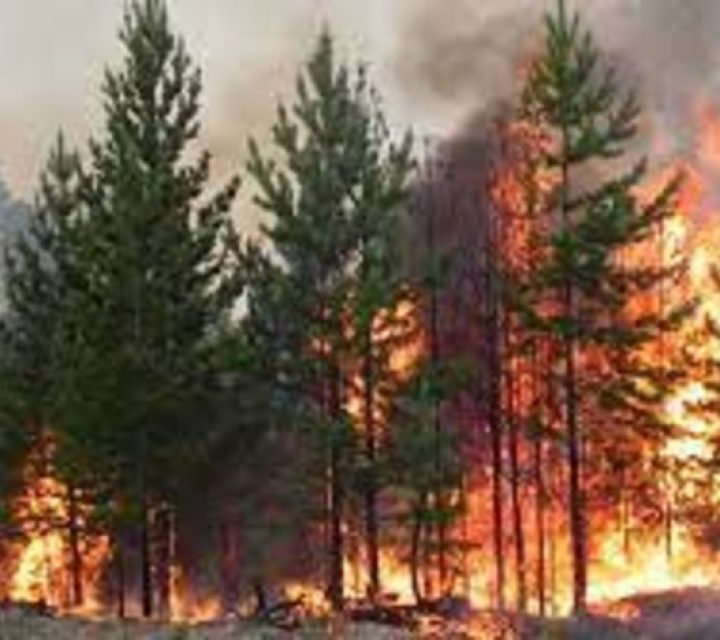 На территории России за сутки потушили 29 природных пожаров