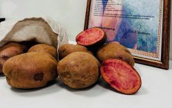 Ученые из Беларуси вывели фиолетовый картофель «Вайлдберриз»