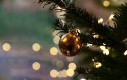 Елочные базары в Минске заработают с 16 декабря