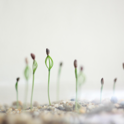 Как правильно ухаживать за рассадой: полив, освещение, температурный режим