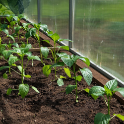 Как защитить ранние посевы от заморозков?