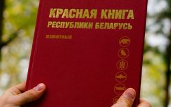 В Красную книгу Беларуси вошли новые виды растений и животных