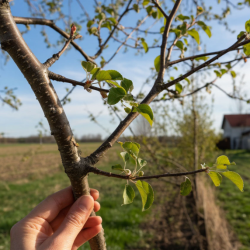 Лечим сломанные ветки: простые способы для дачников