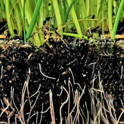 Как избежать выпревания корней при таянии снега? Советы для дачников