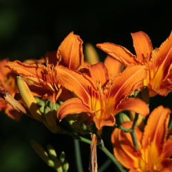 Живые цветы вместо пластика: как создать вечноцветущий уголок памяти