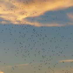 Брестчане, готовьтесь: в конце апреля ожидается вылет мошкары