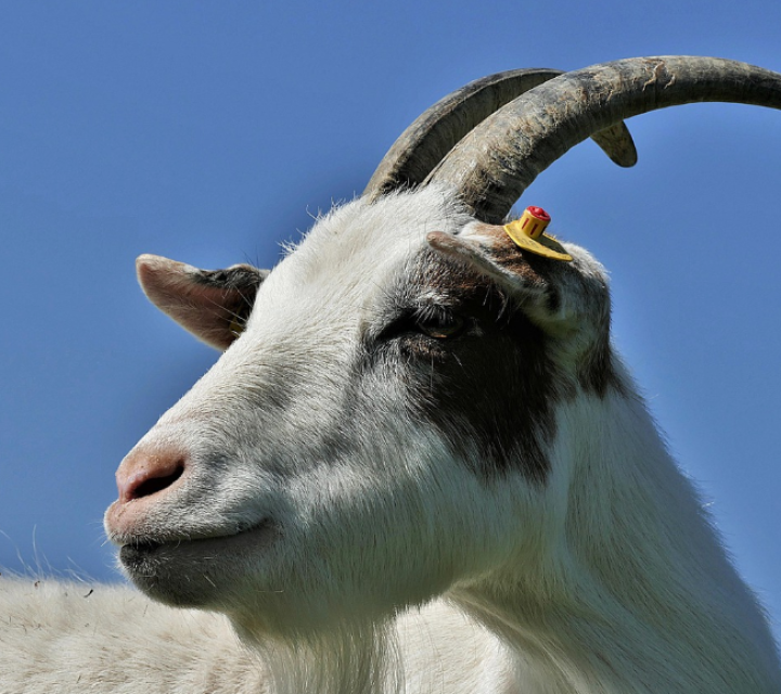 Лукашенко требует ускорить развитие племенного козоводства