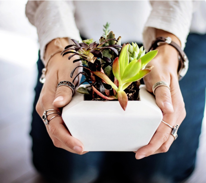 Как ухаживать за суккулентами летом: 5 правил, которые спасут ваши растения