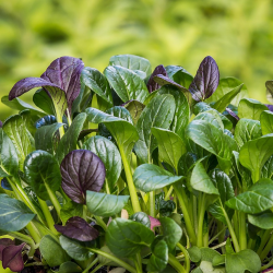 Не упустите момент: какие культуры сажают в Беларуси в августе