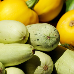 Не раздавайте кабачки! Это идеальный продукт для лёгкого и вкусного похудения