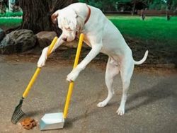 Весенняя уборка за собаками в Минске