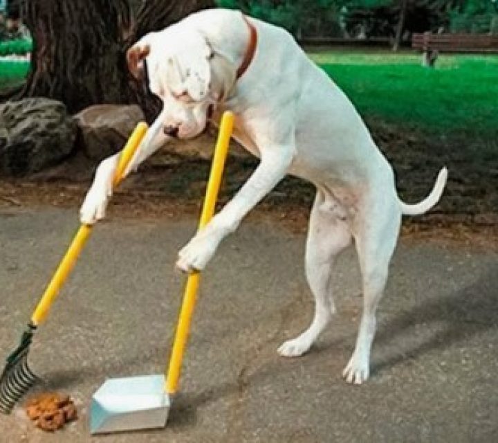 Весенняя уборка за собаками в Минске