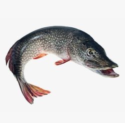 Запрет на ловлю щуки в Беларуси