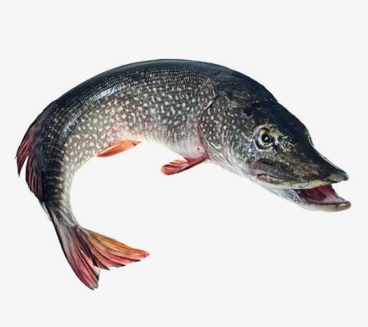 Запрет на ловлю щуки в Беларуси