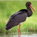 В Беларуси 17 марта появится почтовая марка с черным аистом