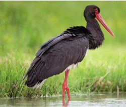 В Беларуси 17 марта появится почтовая марка с черным аистом