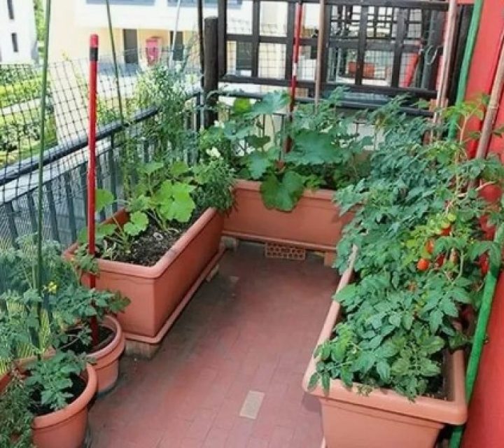 Посадите и успейте: что вырастет на балконе уже к маю