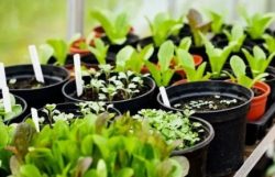 Стоит ли сверяться с Луной? Подробный календарь садовода на март 2026 года