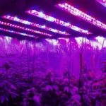 Ищем идеальный свет для рассады: инструкция для дачника