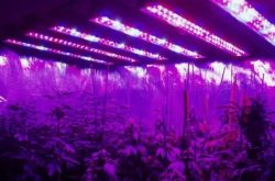 Ищем идеальный свет для рассады: инструкция для дачника