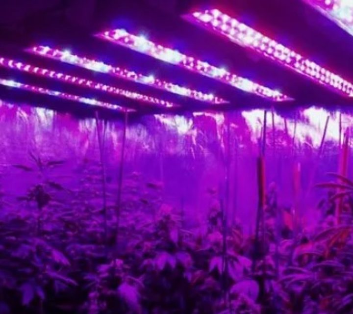 Ищем идеальный свет для рассады: инструкция для дачника