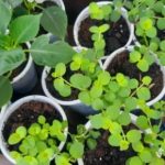 Почему вера в лунный календарь не приближает дачников к большому урожаю