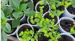 Почему вера в лунный календарь не приближает дачников к большому урожаю