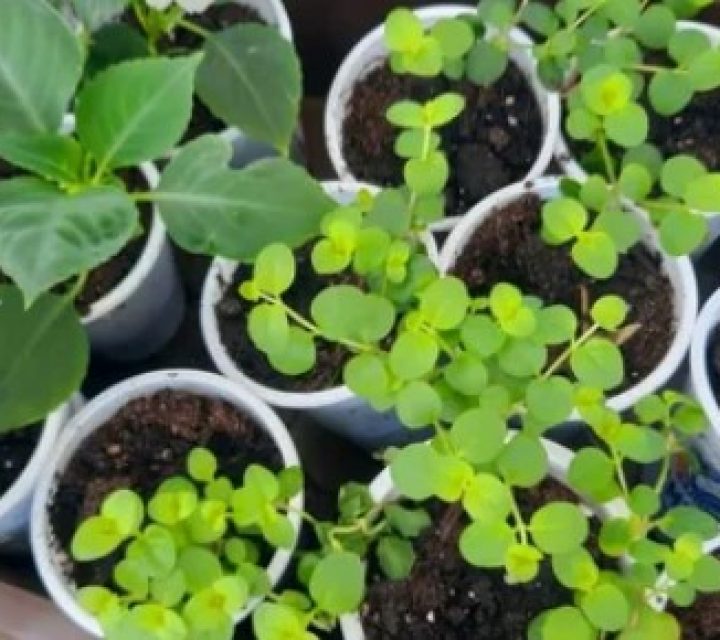 Почему вера в лунный календарь не приближает дачников к большому урожаю