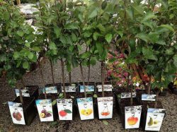 Мартовские саженцы: покупать или подождать?