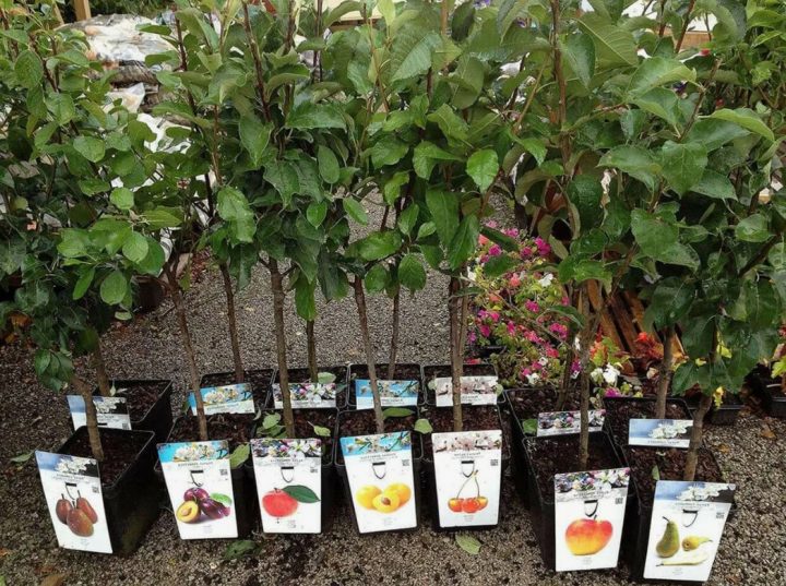 Мартовские саженцы: покупать или подождать?