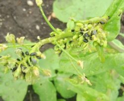 Садоводы обнаруживают первых вредителей еще до распускания почек