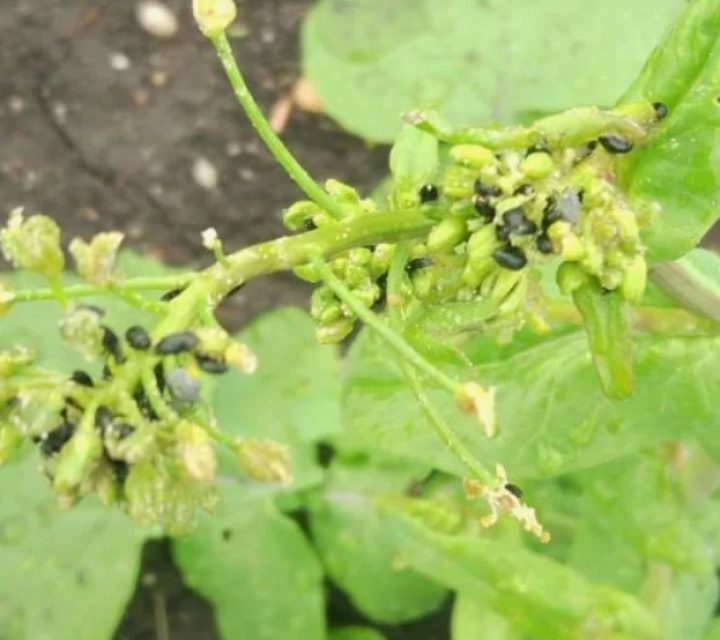 Садоводы обнаруживают первых вредителей еще до распускания почек