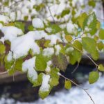 Снежный покров накроет юго-восток Беларуси 10 апреля