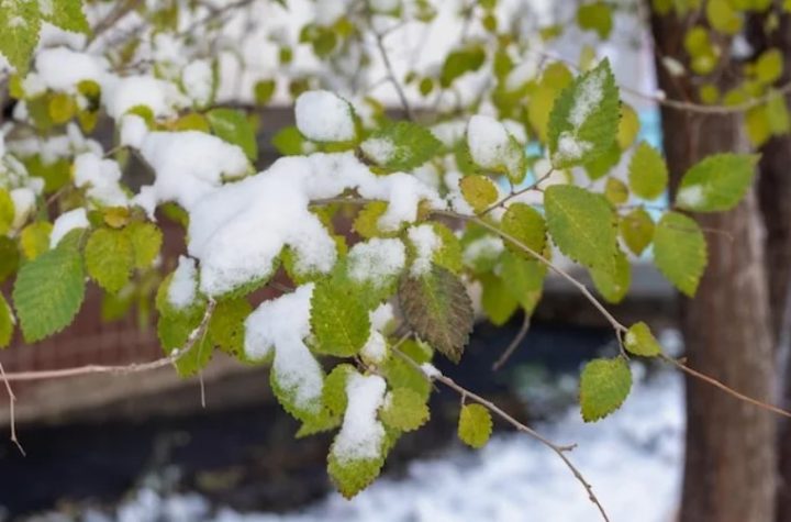 Снежный покров накроет юго-восток Беларуси 10 апреля
